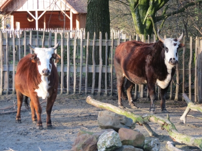 Zebu - De Zonnegloed - Dierenpark - Dieren opvangcentrum - Sanctuary